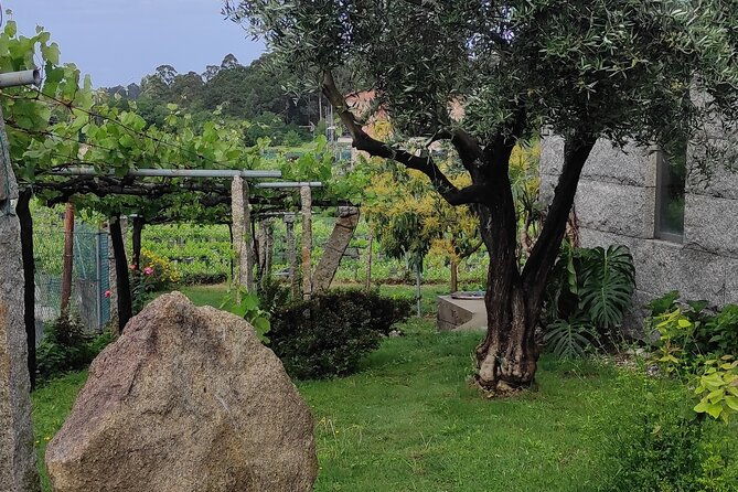 albarino-private-wine-tour-in-rias-baixas