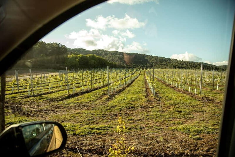 Albariño Wine Tour: Taste, Learn & Take Home a Special Gift - Key Points: