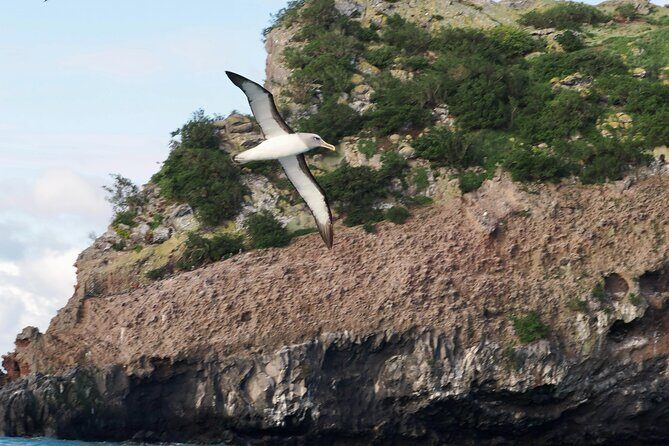 Albatross, seals, and sea birds-Wildlife Cruise - The Sum Up