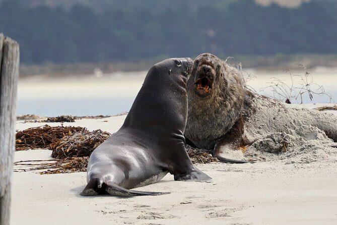 Albatross, seals, and sea birds-Wildlife Cruise - FAQs