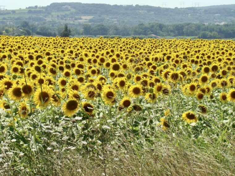 albi-cordes-sur-ciel-gaillac-day-trip-from-toulouse