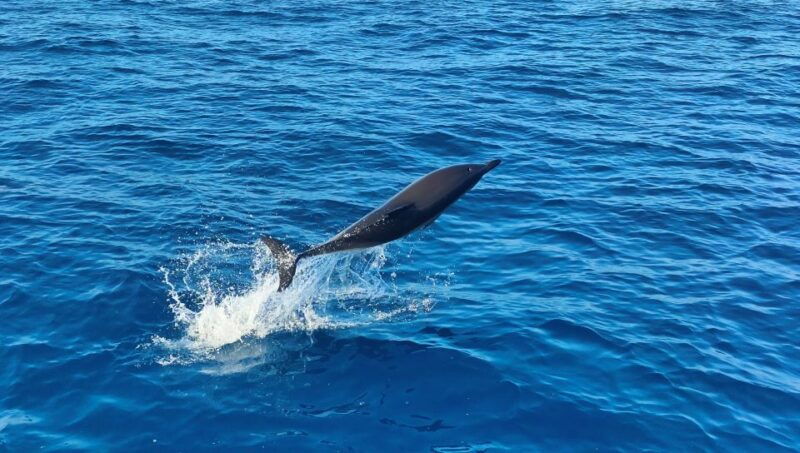 albufeira-2-5-hour-dolphin-watching-and-caves-trip