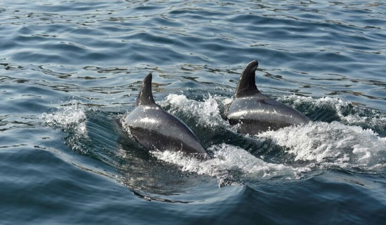 albufeira-2-5-hour-dolphin-watching-and-caves-trip