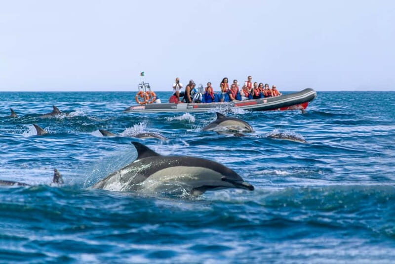 Albufeira: 2.5-Hour Private Dolphin & Benagil Caves tour - Introduction