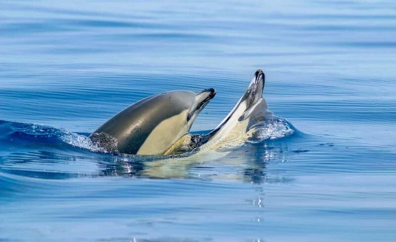 Albufeira: 2.5-Hour Private Dolphin & Benagil Caves tour - The Itinerary in Detail