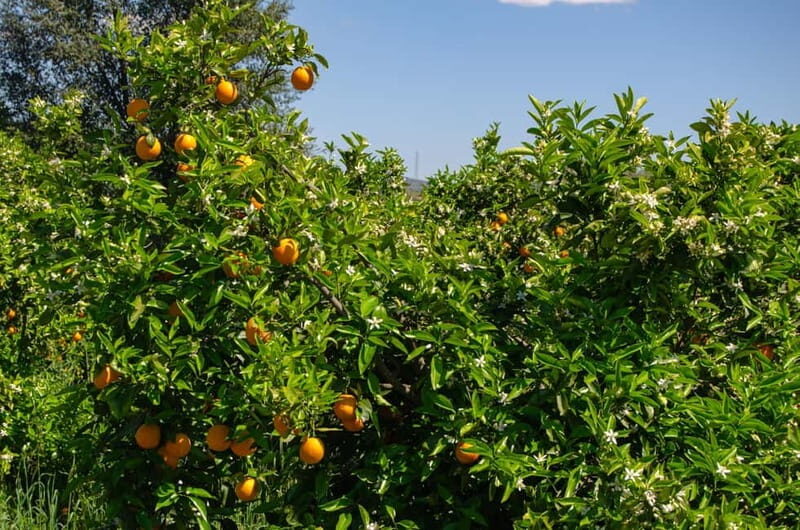 Albufeira: Algarve Traditions & Food Tasting - The Sum Up