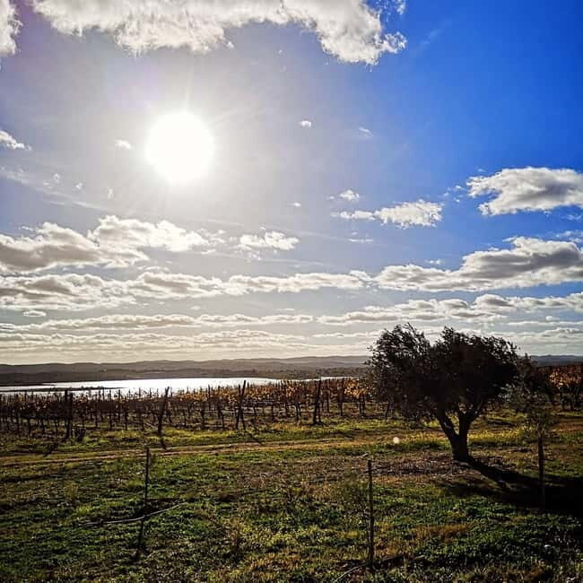 Albufeira: Algarve Wine Tasting, Gastronomical-Cultural Tour - What Past Travelers Say