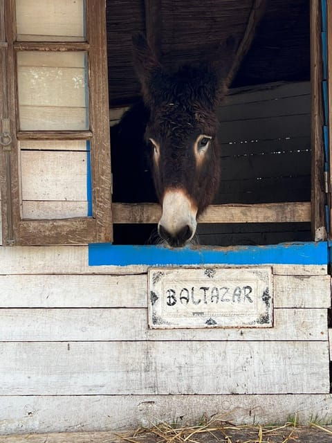 albufeira-alte-paderne-and-messines-jeep-safari-tour
