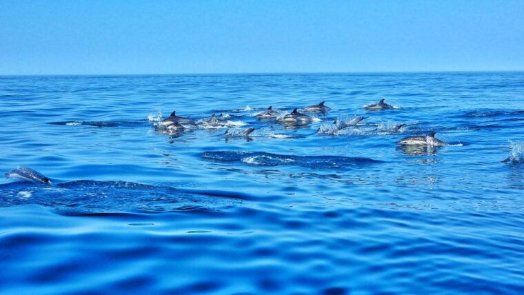 albufeira-benagil-cave-and-dolphin-sightseeing-boat-cruise