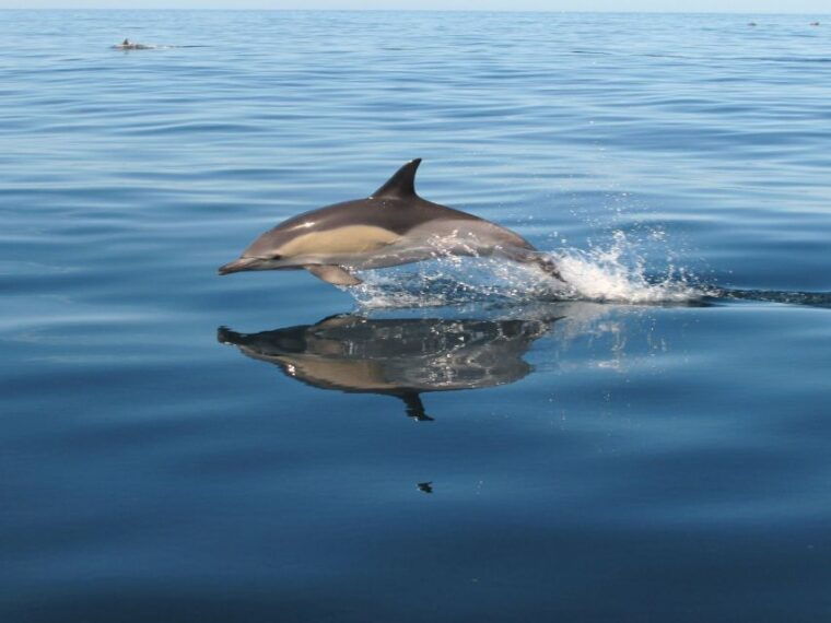 albufeira-benagil-cave-and-dolphin-sightseeing-boat-cruise