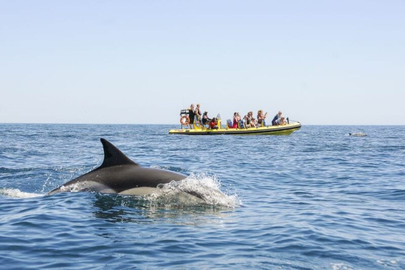 albufeira-benagil-caves-dolphin-watching-speed-boat-tour
