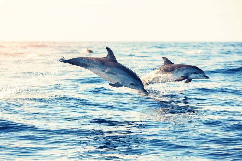 albufeira-benagil-caves-dolphin-watching-speed-boat-tour