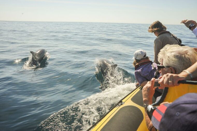 albufeira-benagil-caves-dolphin-watching-speed-boat-tour