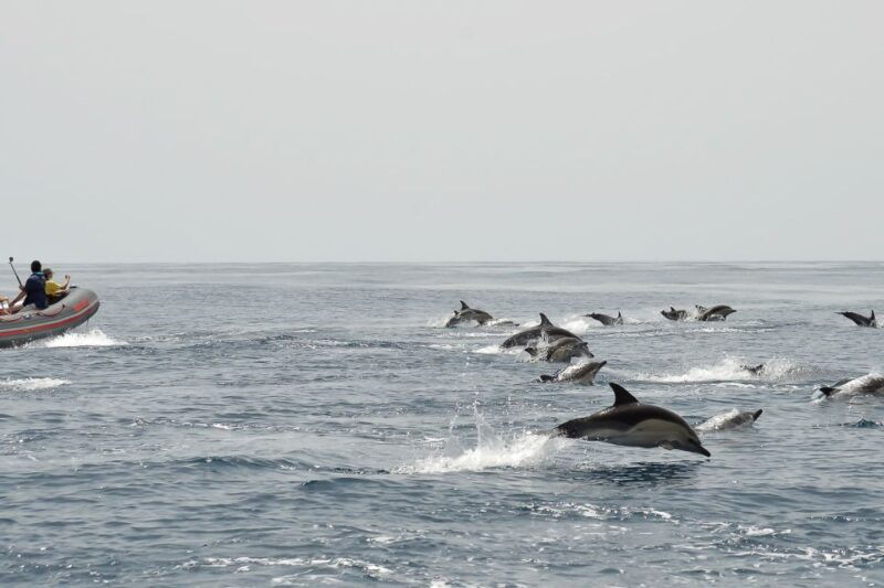 albufeira-dolphin-watching-and-benagil-cave-boat-cruise