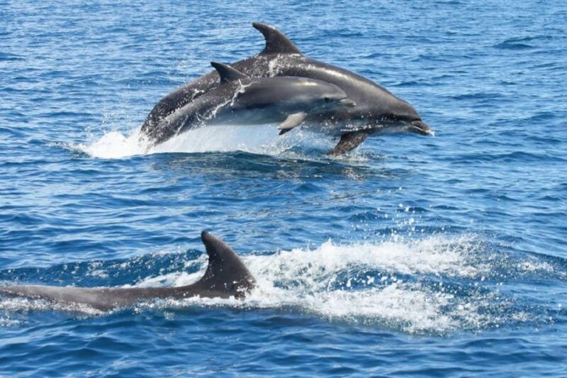albufeira-dolphin-watching-and-benagil-cave