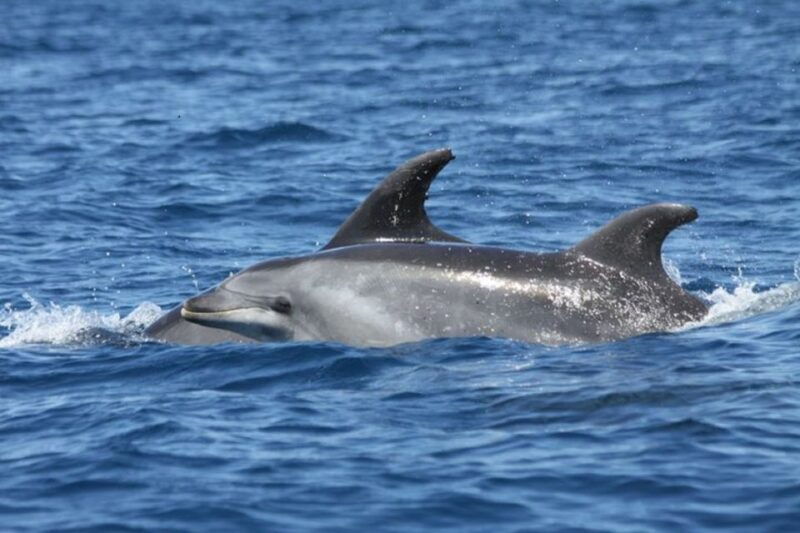 albufeira-dolphin-watching-and-benagil-cave