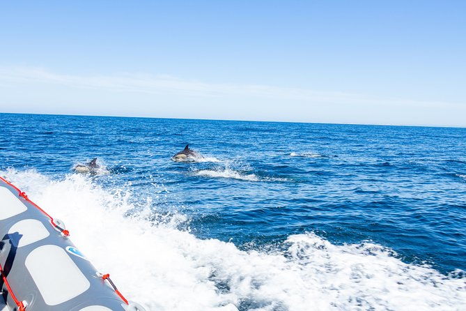 albufeira-dolphins-and-caves-private-tour-4