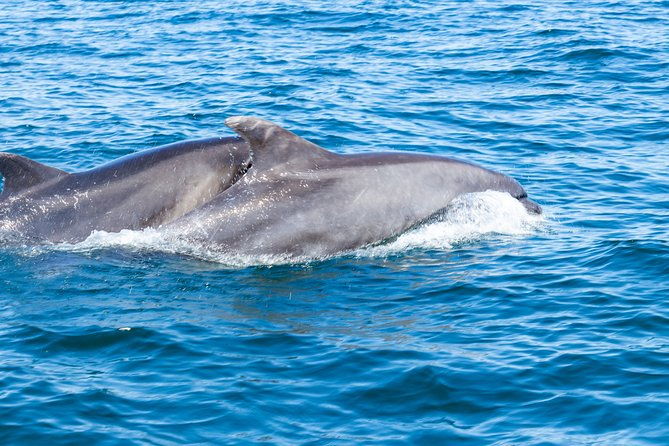 albufeira-dolphins-and-caves-private-tour-4