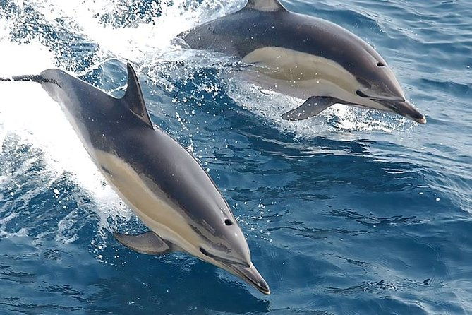 albufeira-dolphins-and-caves-private-tour-4