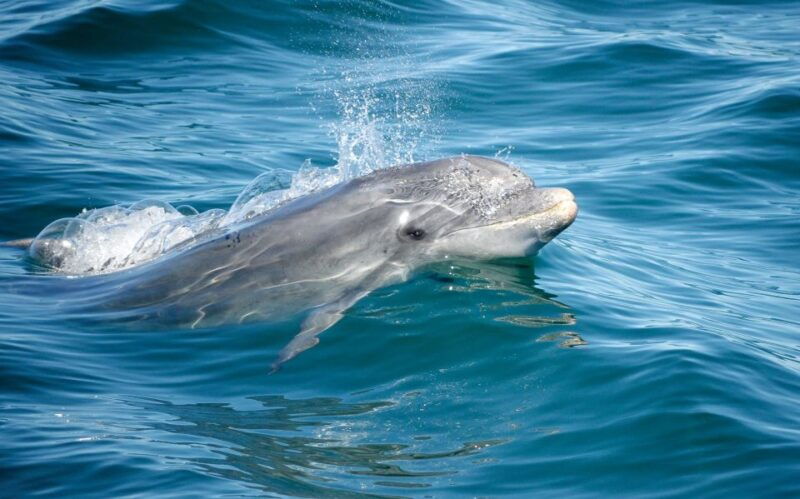albufeira-dolphins-benagil-caves-and-coastline-boat-tour