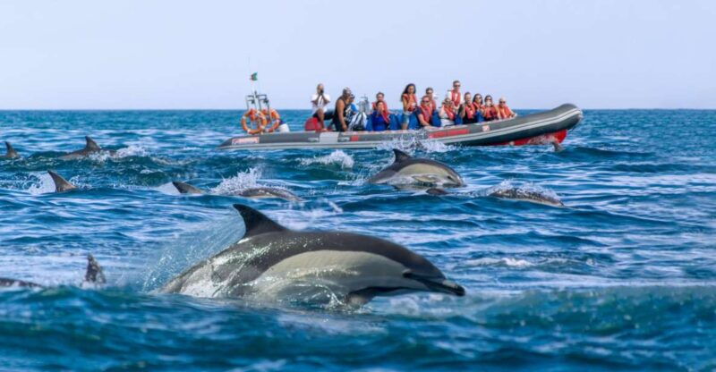 albufeira-dolphins-benagil-caves-and-coastline-boat-tour