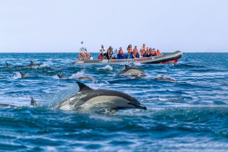 albufeira-dolphins-benagil-caves-and-coastline-boat-tour