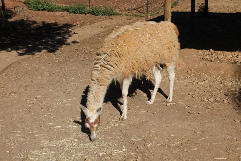 albufeira-half-day-jeep-safari-with-zoo