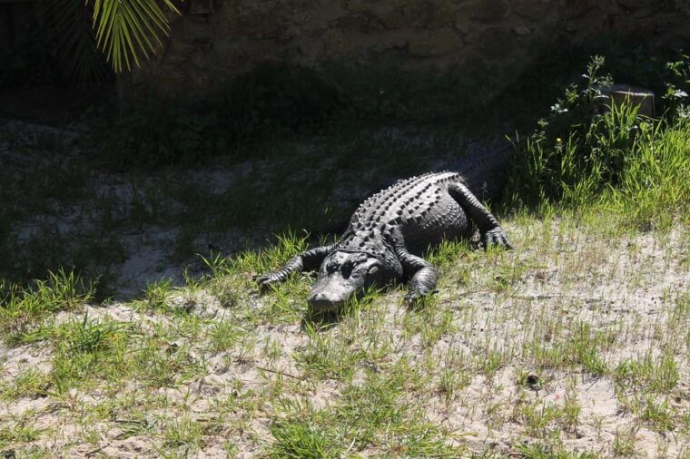 albufeira-half-day-jeep-safari-with-zoo