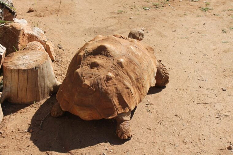 albufeira-half-day-jeep-safari-with-zoo