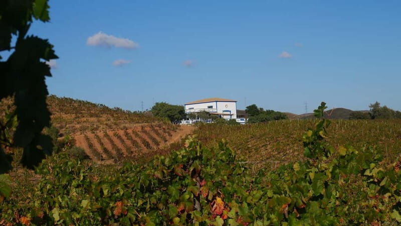 Albufeira, Olhão, Faro: visit to a vineyard, free time in Silves - An In-Depth Look at the Algarve Vineyard & Silves Tour