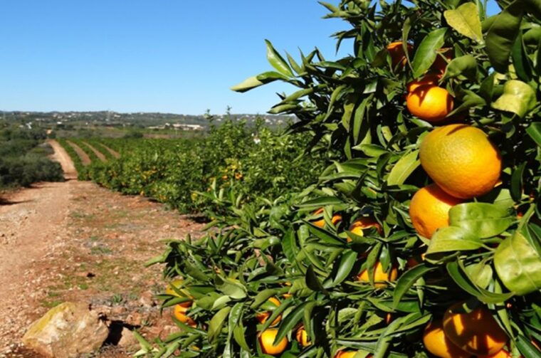albufeira-safari-excursion-in-the-algarve-mountains