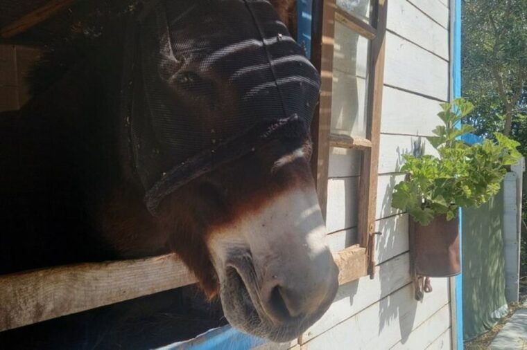 albufeira-safari-exploring-villages-churches-castle-farm