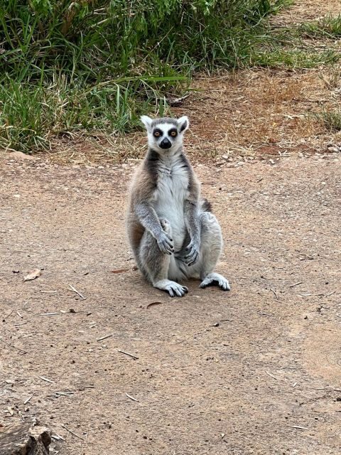 Albufeira Safari with entrance in Krazy World & Bone Chapel - FAQ