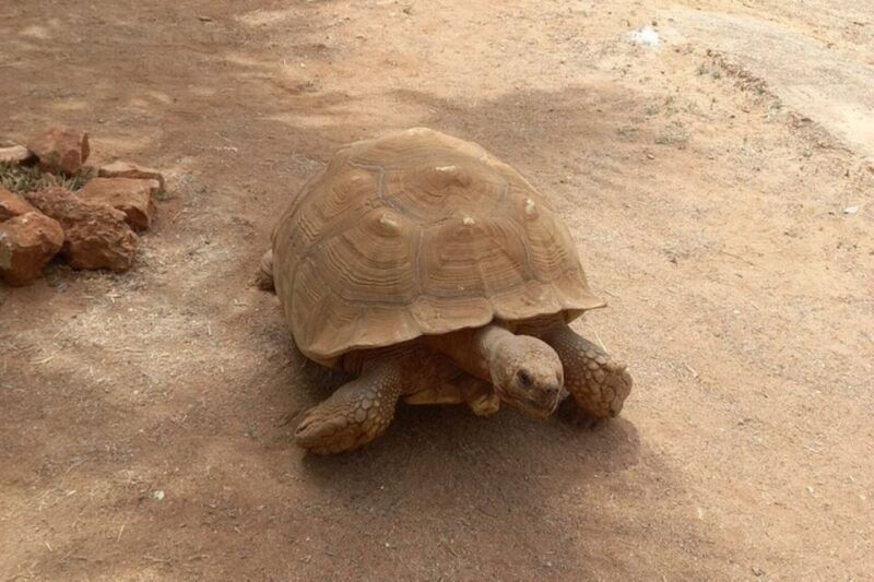 albufeira-safari-with-entrance-in-krazy-world-bone-chapel