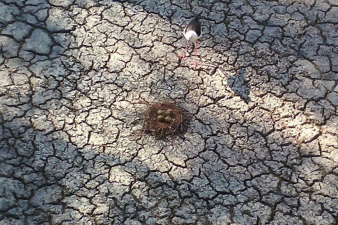 albufera-lake-paella-and-birdwatching