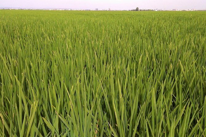 albufera-lake-paella-and-birdwatching