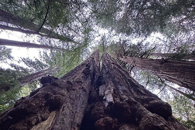 alcatraz-plus-muir-woods-sausalito-combo-tour