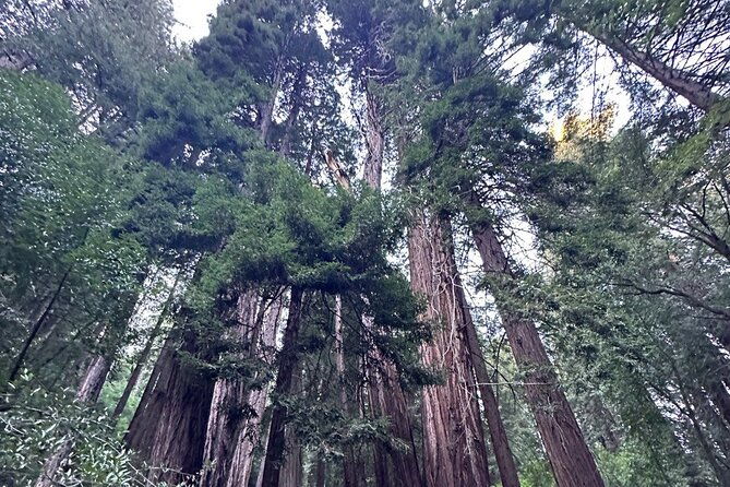 alcatraz-plus-muir-woods-sausalito-combo-tour