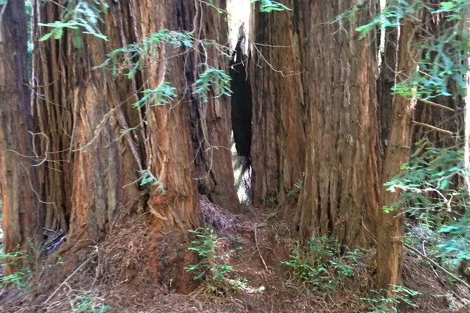 alcatraz-with-muir-woods-and-sausalito-tour-2