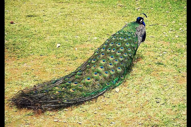 alcazar-of-seville-private-tour