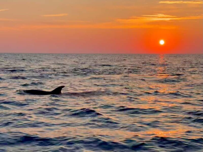Alcudia: Dolphin Watching at Sunrise with Speedboat - What to Expect on the Tour