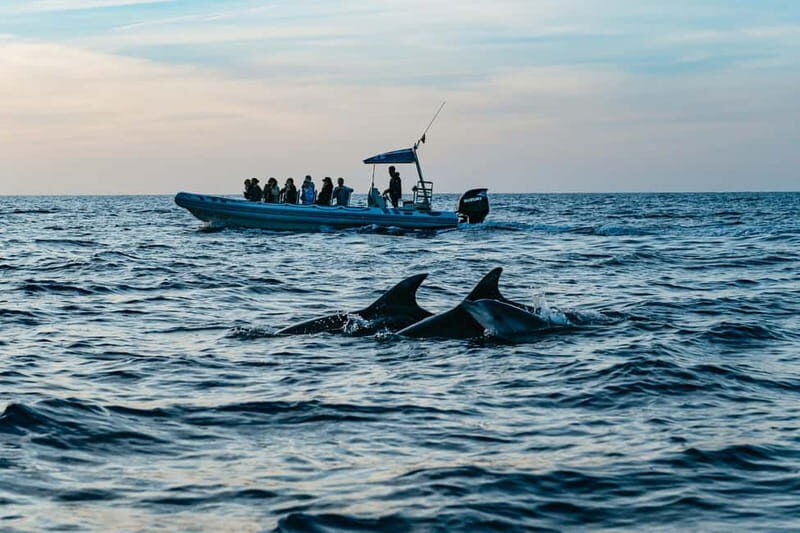 Alcudia or Can Picafort: Dolphin-Watching Cruise - Practical Tips for the Trip