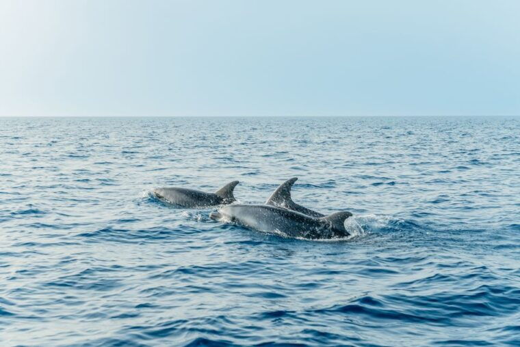 alcudia-or-can-picafort-sunrise-dolphin-watching-cruise
