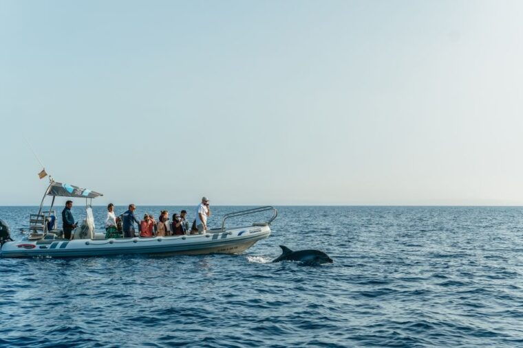 alcudia-or-can-picafort-sunrise-dolphin-watching-cruise