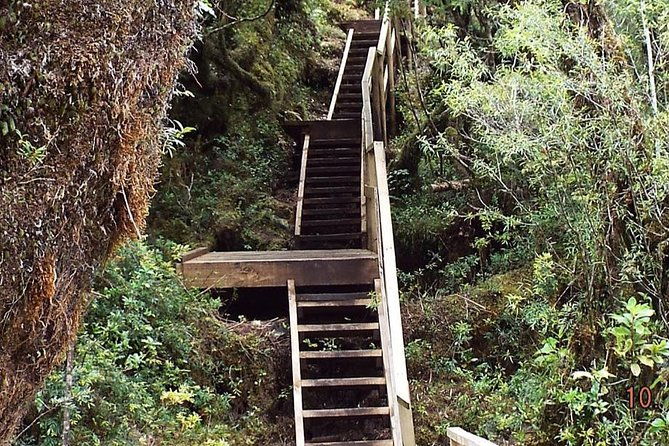 alerce-andino-national-park-alerce-millenario-cruises