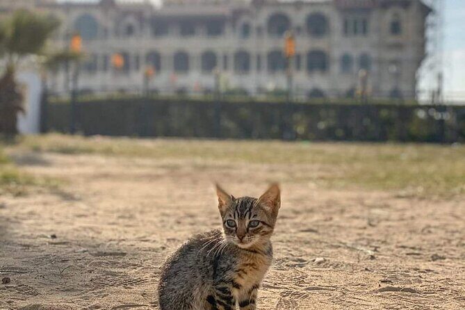 Alexandria Highlights Day Tour From Cairo - Who Should Consider This Tour?