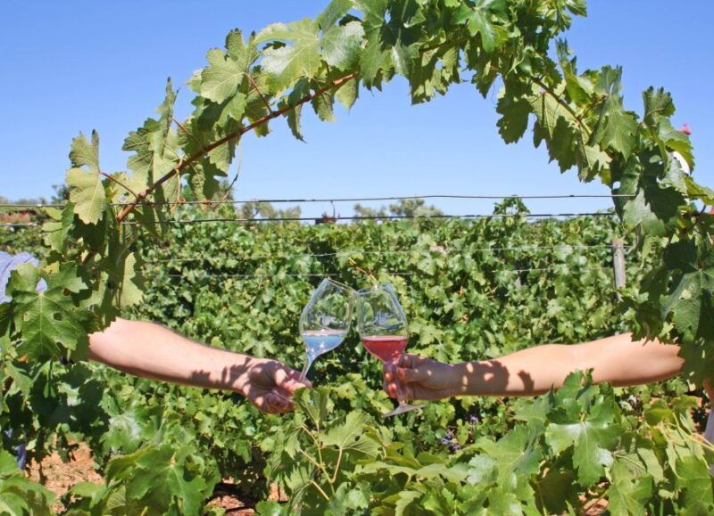 algarve-3-types-of-wine-tastings-with-vineyard-views