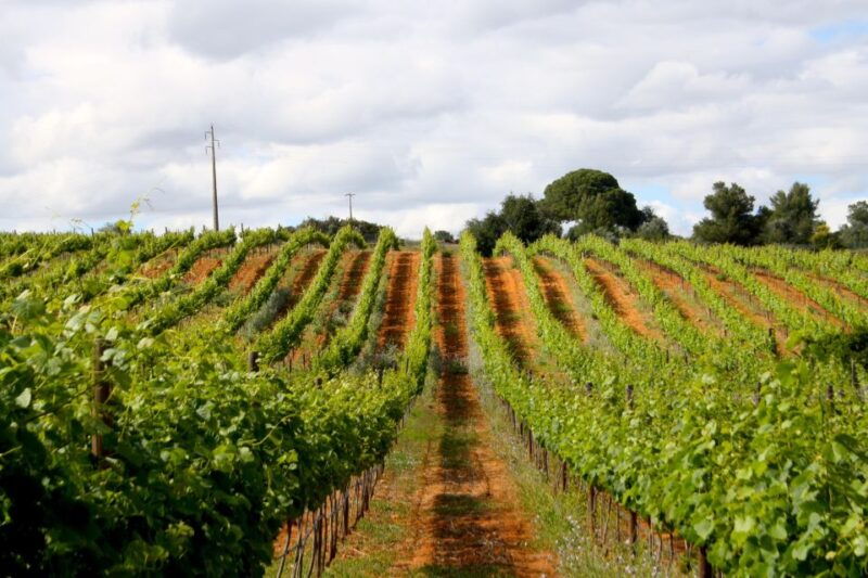 algarve-3-types-of-wine-tastings-with-vineyard-views