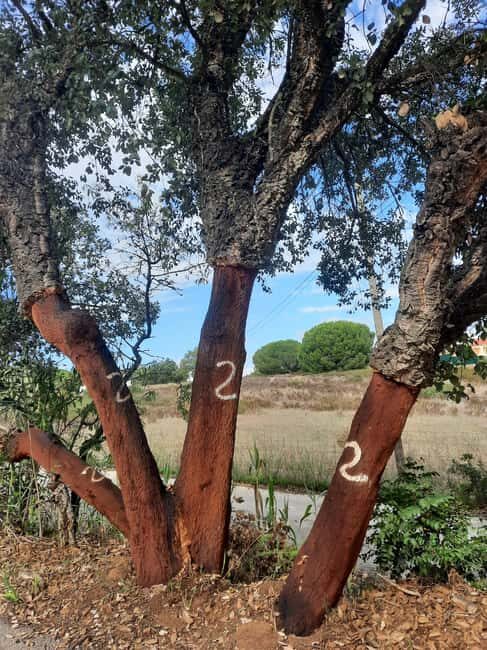 Algarve: 4x4 Safari Tour - from Coastal Wonders to Rural Treasures - FAQ