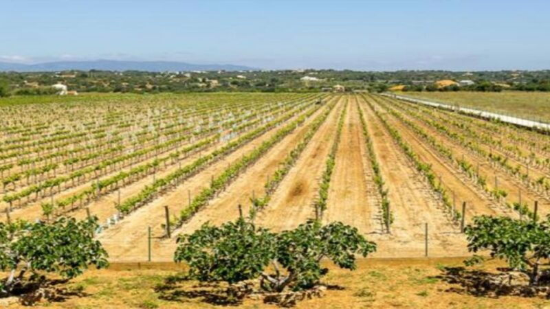 algarve-classic-wine-tour-tasting-in-silves